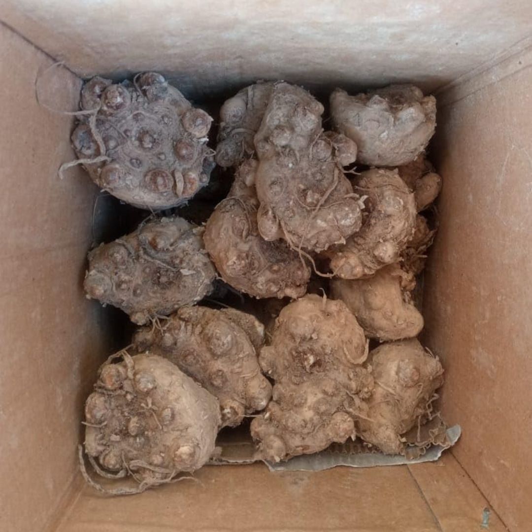 Imported (Holland) Original Calla Lily Flower Bulb (Buy 1 Get 1 Free)