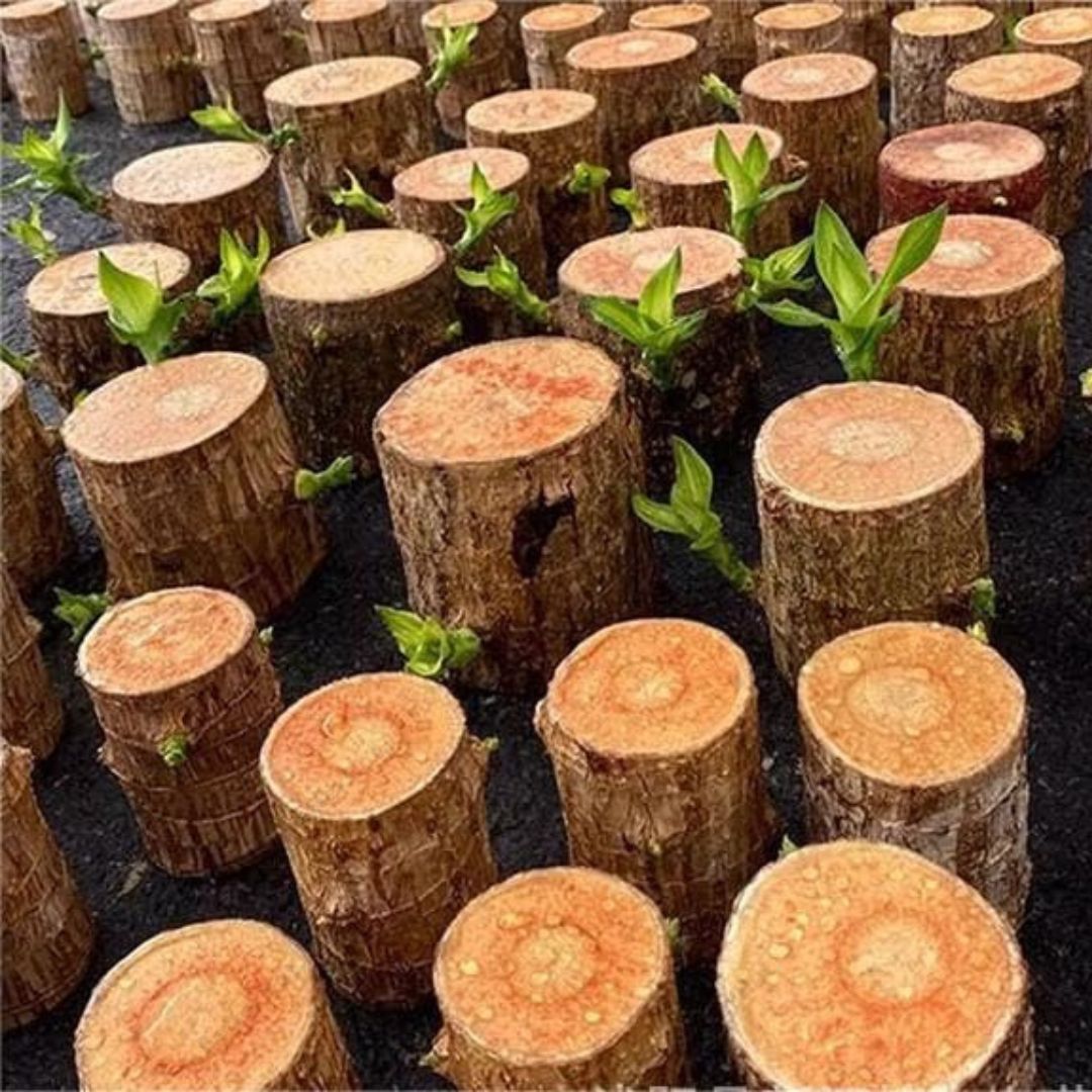 Authentic Brazilian Lucky Wood Indoor Plant - Buy 1 Get 1 FREE