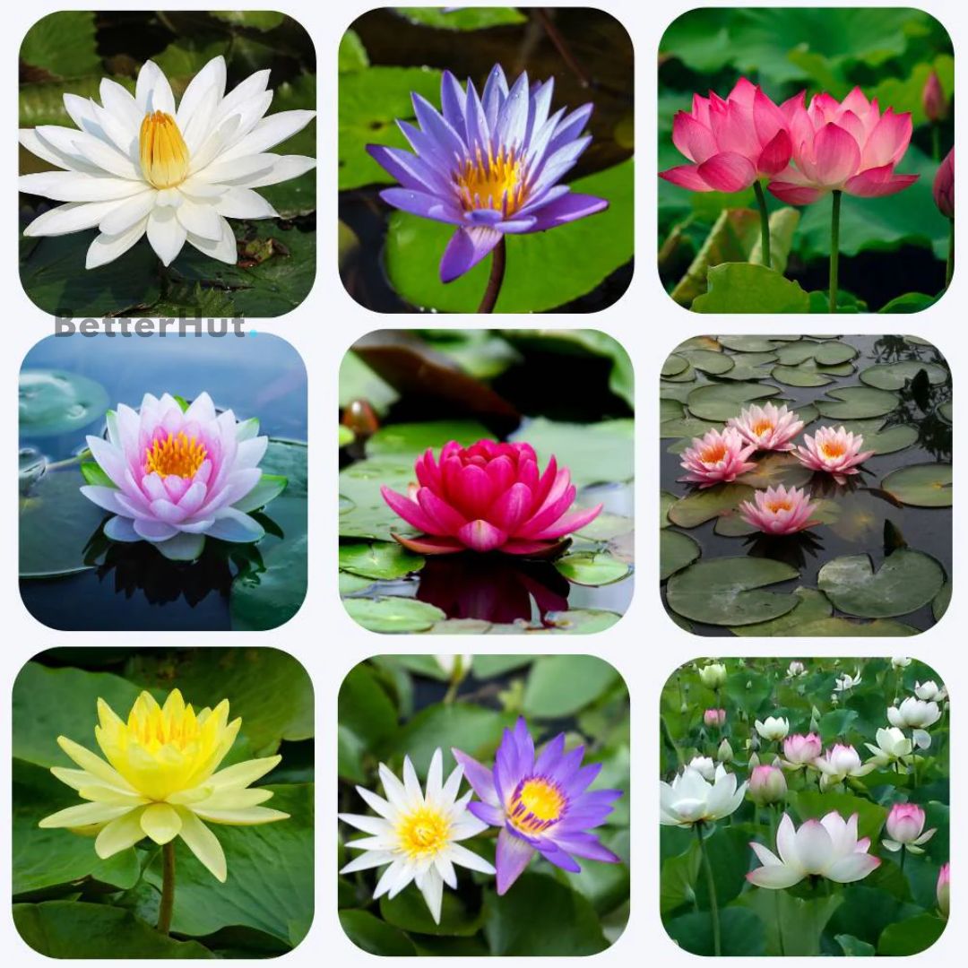Japanese Micro Lotus Seeds - Natural Air Freshener cum Purifier