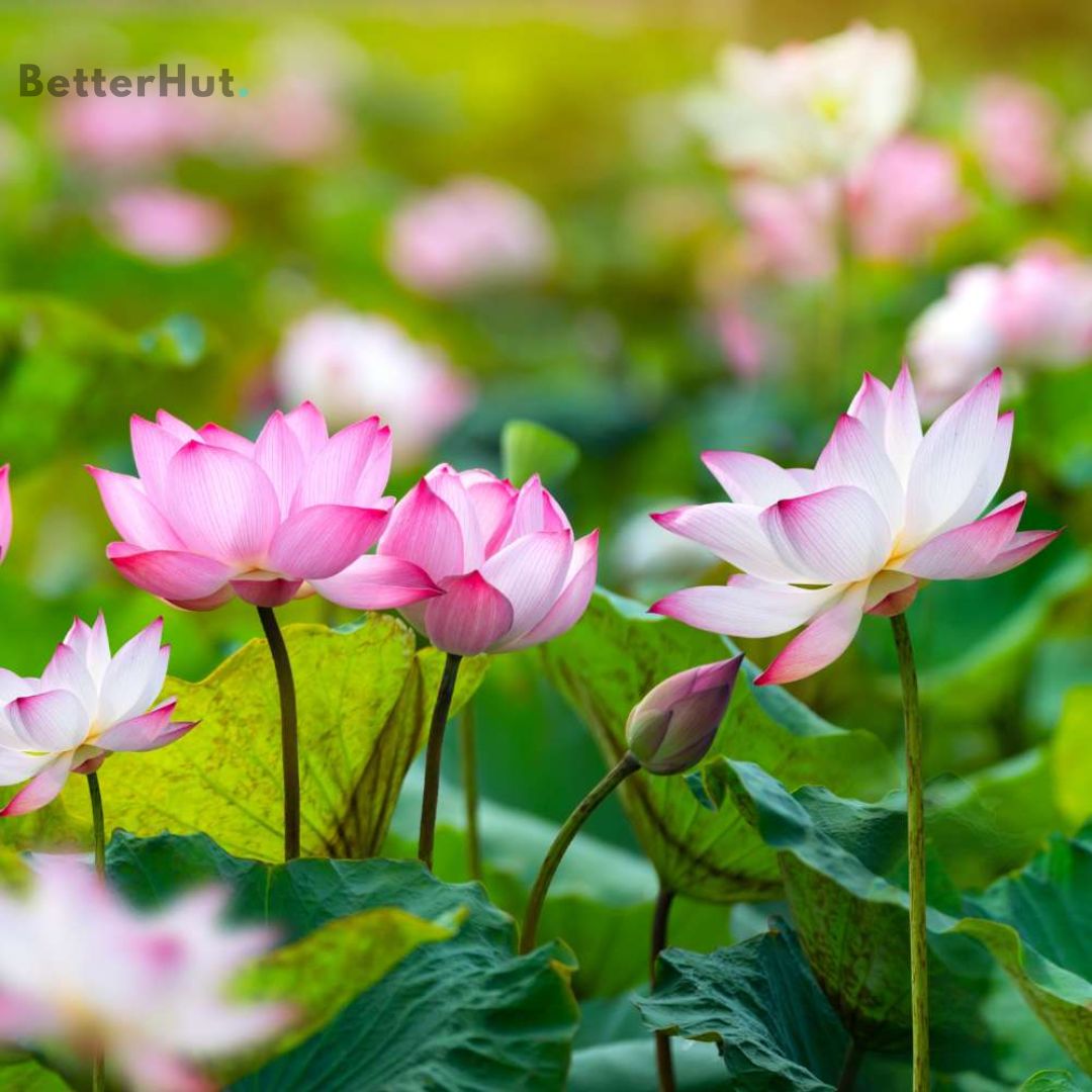 Japanese Micro Lotus Seeds - Natural Air Freshener cum Purifier