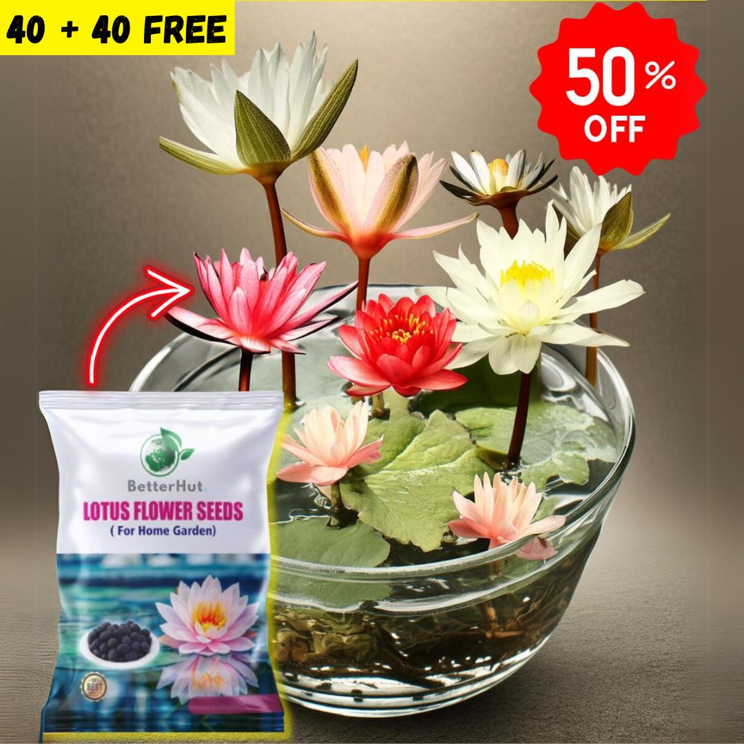 Japanese Micro Lotus Seeds - Natural Air Freshener cum Purifier