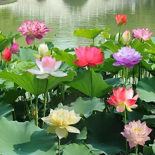 Japanese Micro Lotus Seeds - Natural Air Freshener cum Purifier