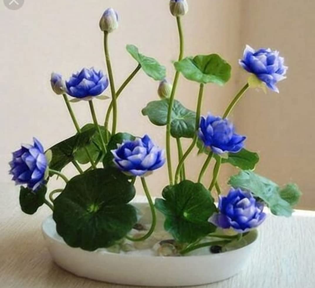 Japanese Micro Lotus Seeds - Natural Air Freshener cum Purifier