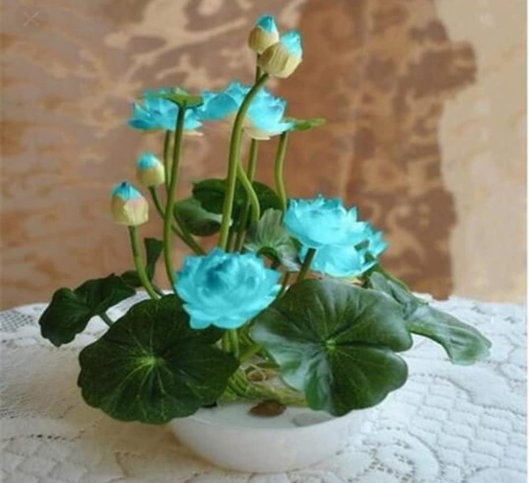 Japanese Micro Lotus Seeds - Natural Air Freshener cum Purifier