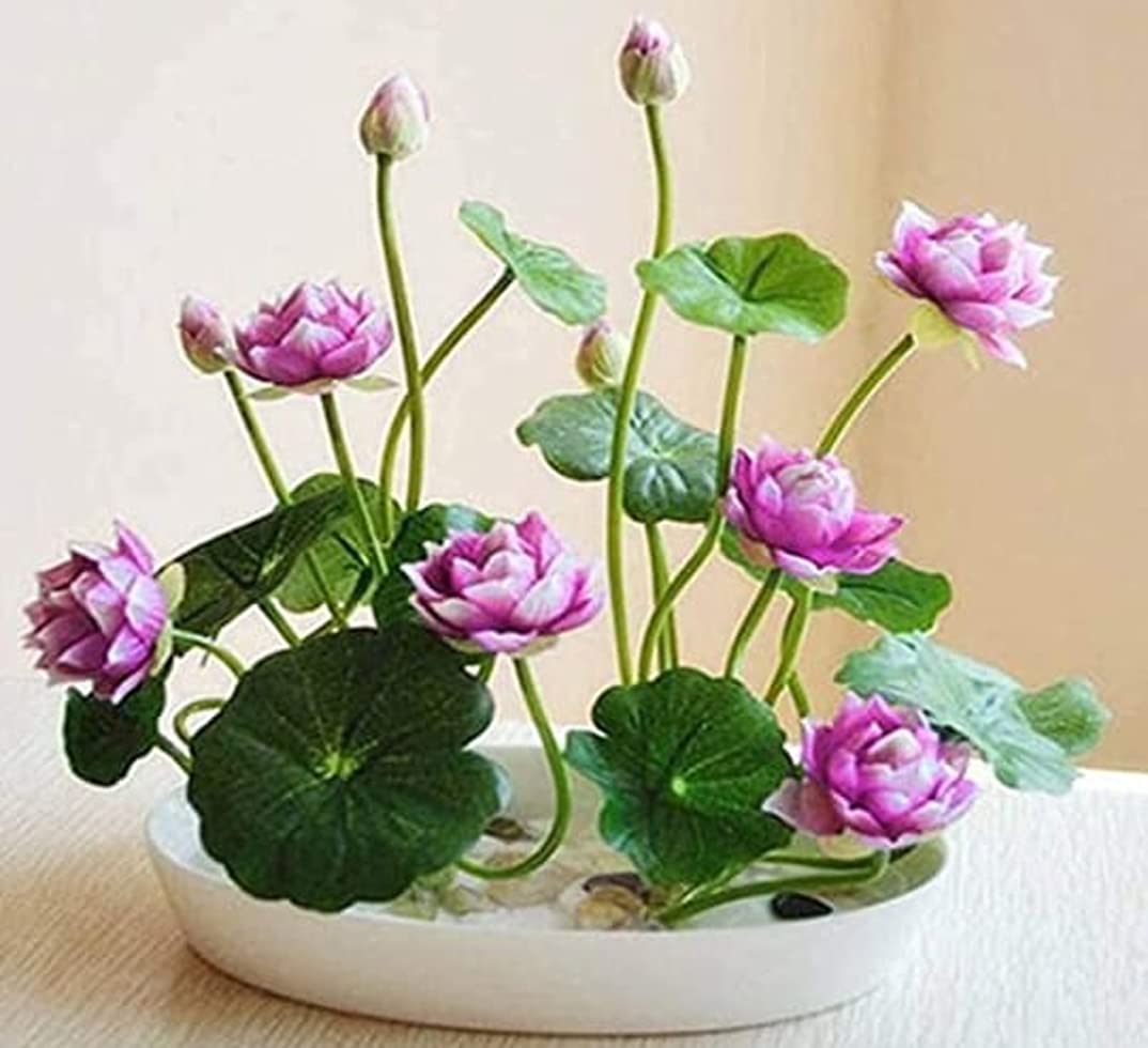 Japanese Micro Lotus Seeds - Natural Air Freshener cum Purifier