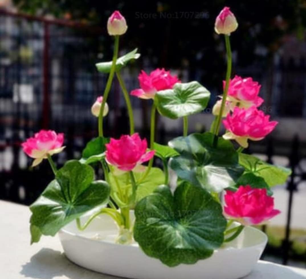 Japanese Micro Lotus Seeds - Natural Air Freshener cum Purifier