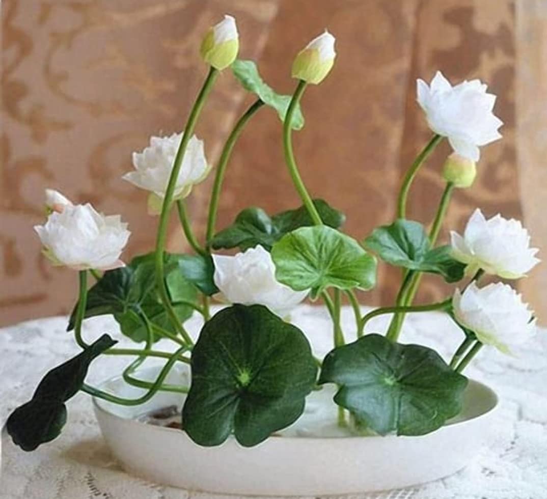 Japanese Micro Lotus Seeds - Natural Air Freshener cum Purifier