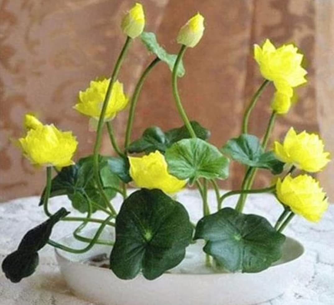 Japanese Micro Lotus Seeds - Natural Air Freshener cum Purifier