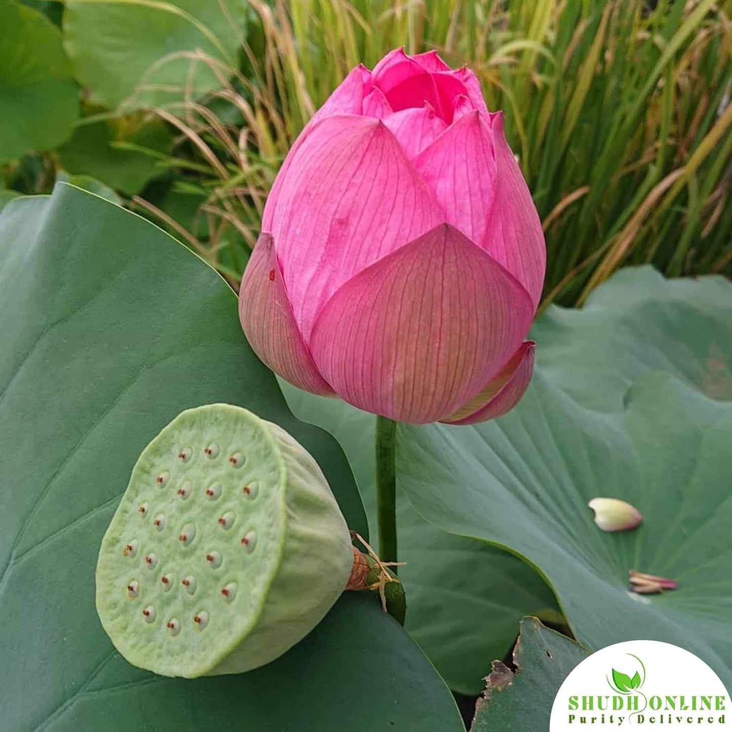 Japanese Micro Lotus Seeds - Natural Air Freshener cum Purifier