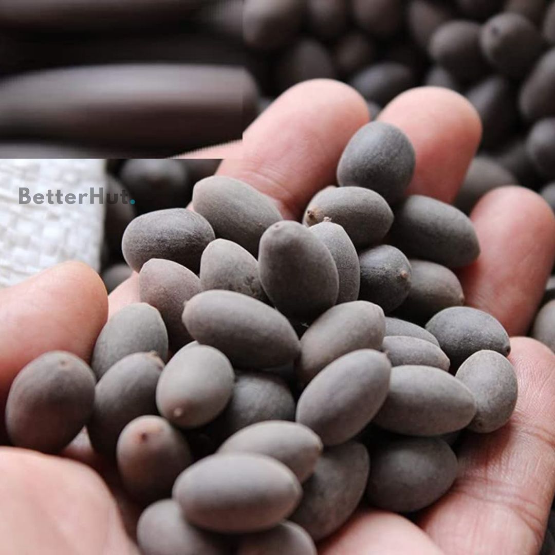 Japanese Micro Lotus Seeds - Natural Air Freshener cum Purifier
