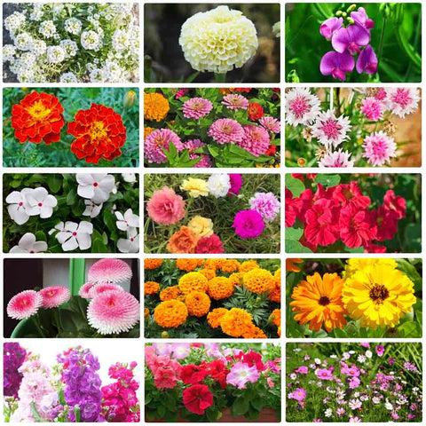 Italian Wild Mix Flower Seeds Pack + Free Plant Growth Supplement