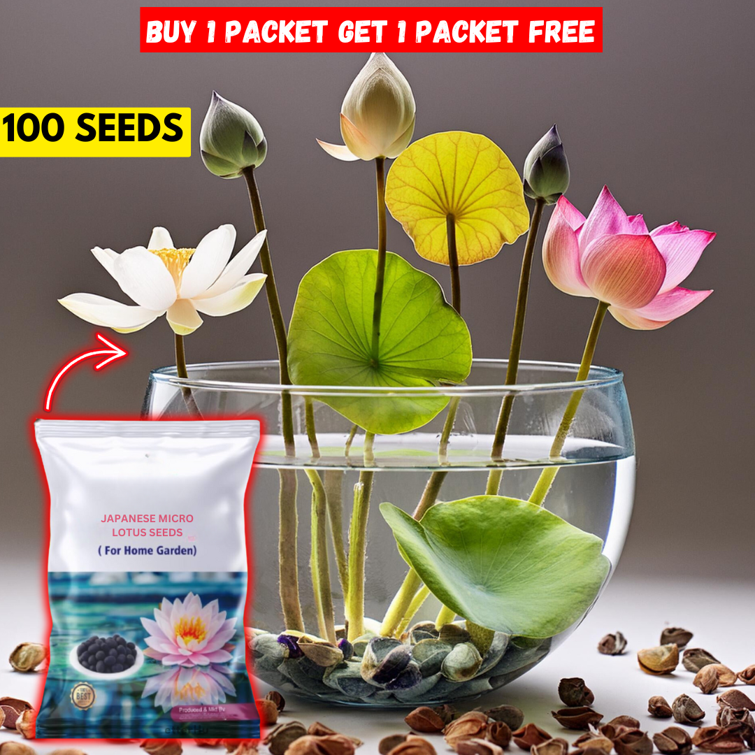 Japanese Bonsai Multicolor Bowl Lotus Seeds (7 Days Germination)