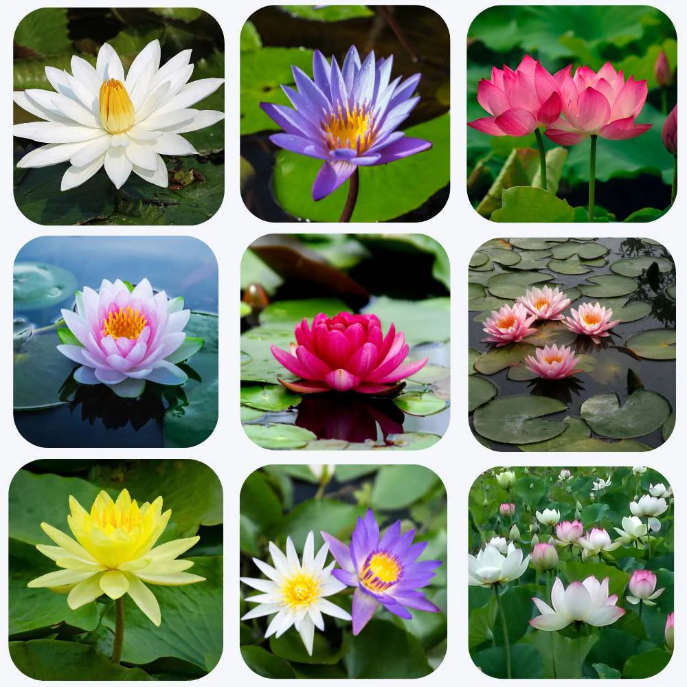 Japanese Micro Lotus Seeds - Natural Air Freshener cum Purifier