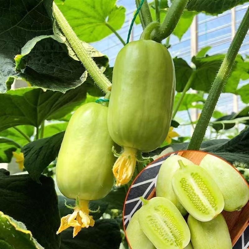 Princess Cucumber Seed