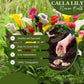 Imported (Holland) Original Calla Lily Flower Bulb (Buy 1 Get 1 Free)