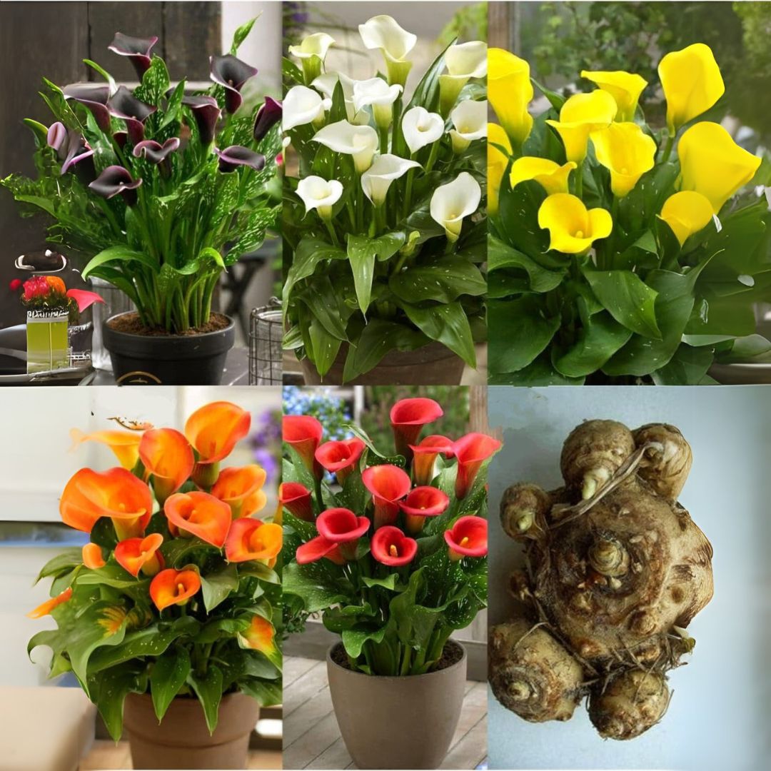 Imported (Holland) Original Calla Lily Flower Bulb (Buy 1 Get 1 Free)