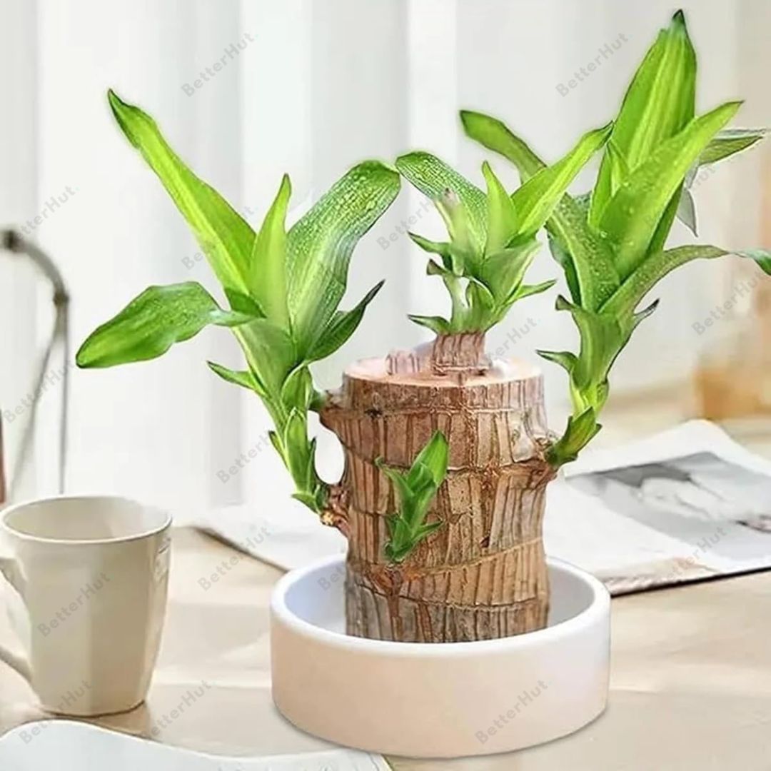 brazilian indoor plants Authentic Brazilian Lucky Wood Indoor Plant