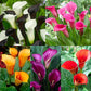 Imported (Holland) Original Calla Lily Flower Bulb (Buy 1 Get 1 Free)