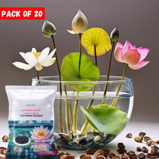 Japanese Micro Lotus Seeds - Natural Air Freshener cum Purifier (Pack of 10 + 10 FREE)