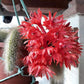 Cactus Unique Charm for Your Gardan