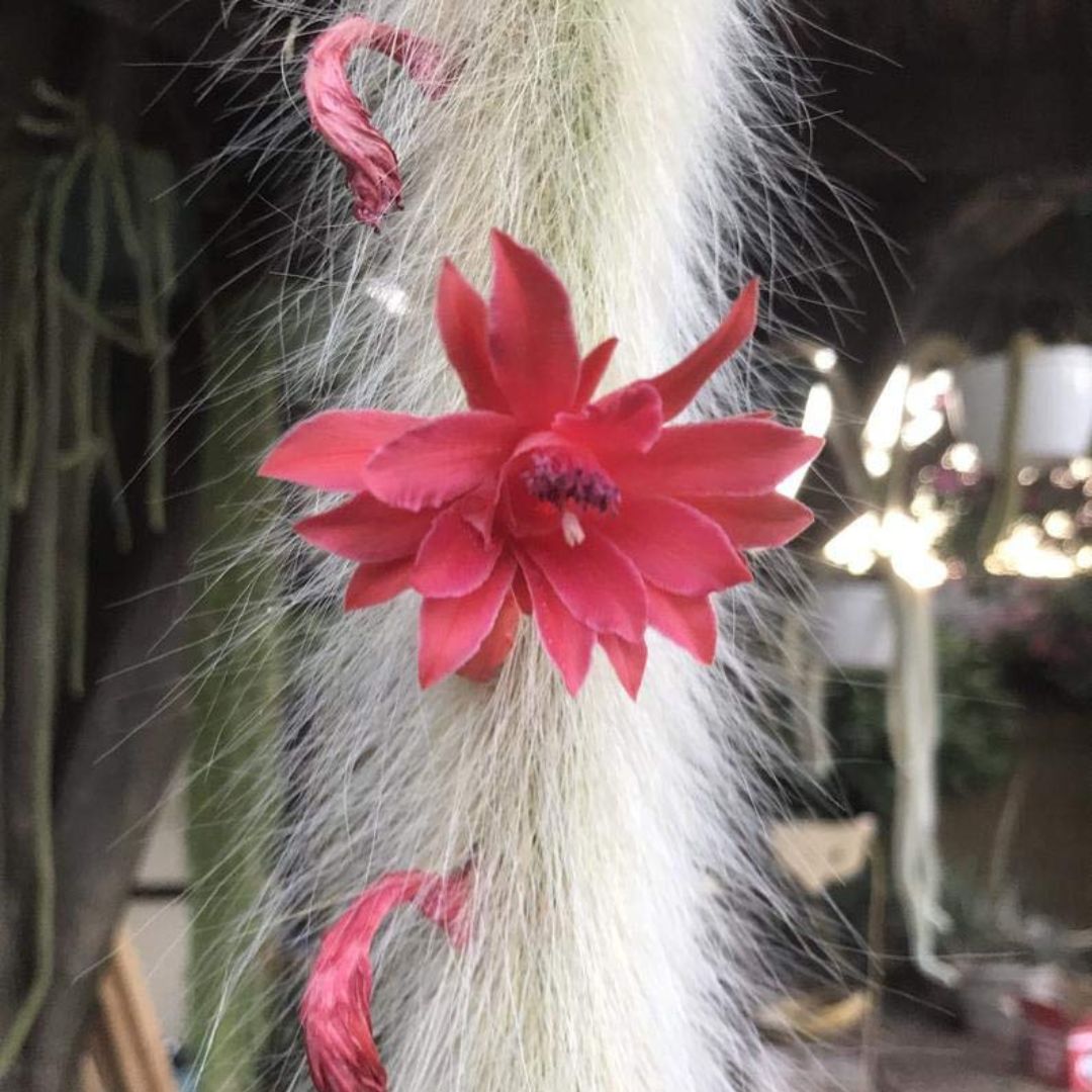 Cactus Unique Charm for Your Gardan