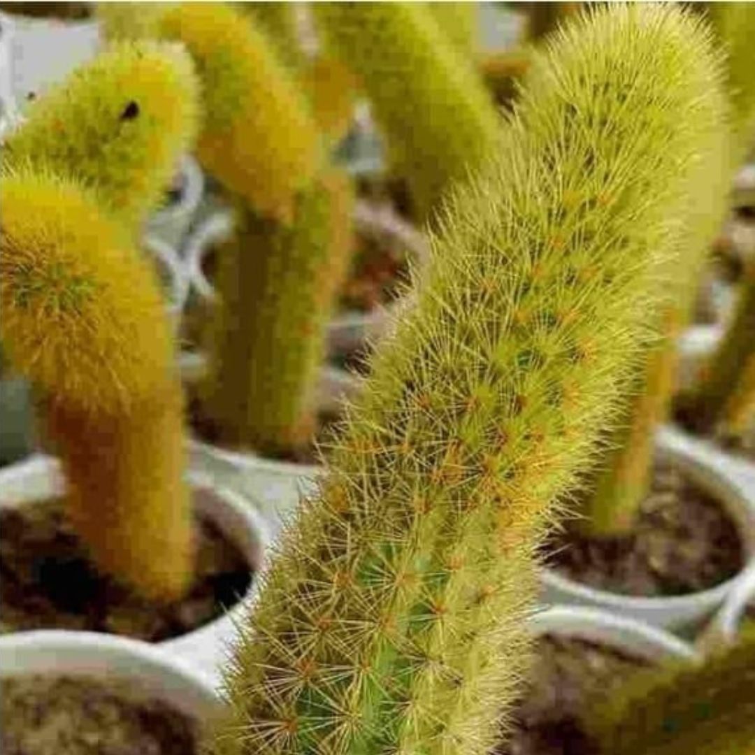 Cactus Unique Charm for Your Gardan