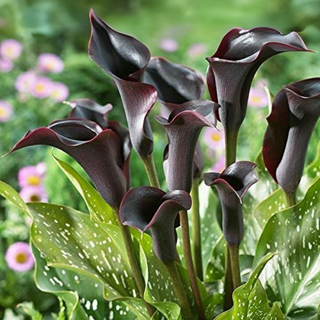 Imported (Holland) Original Calla Lily Flower Bulb (Buy 1 Get 1 Free)