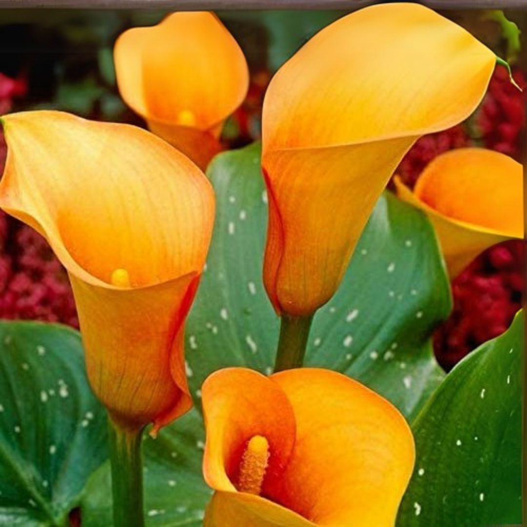 Imported (Holland) Original Calla Lily Flower Bulb (Buy 1 Get 1 Free)