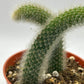 Cactus Unique Charm for Your Gardan