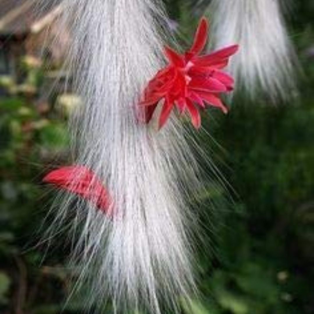 Cactus Unique Charm for Your Gardan