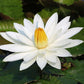 Japanese Micro Lotus Seeds - Natural Air Freshener cum Purifier (Pack of 10 + 10 FREE)