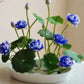 Japanese Micro Lotus Seeds - Natural Air Freshener cum Purifier
