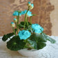 Japanese Micro Lotus Seeds - Natural Air Freshener cum Purifier