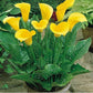 Imported (Holland) Original Calla Lily Flower Bulb (Buy 1 Get 1 Free)