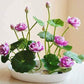 Japanese Micro Lotus Seeds - Natural Air Freshener cum Purifier