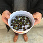 Japanese Micro Lotus Seeds - Natural Air Freshener cum Purifier (Pack of 10 + 10 FREE)
