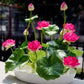 Japanese Micro Lotus Seeds - Natural Air Freshener cum Purifier