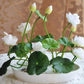 Japanese Micro Lotus Seeds - Natural Air Freshener cum Purifier