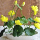 Japanese Micro Lotus Seeds - Natural Air Freshener cum Purifier