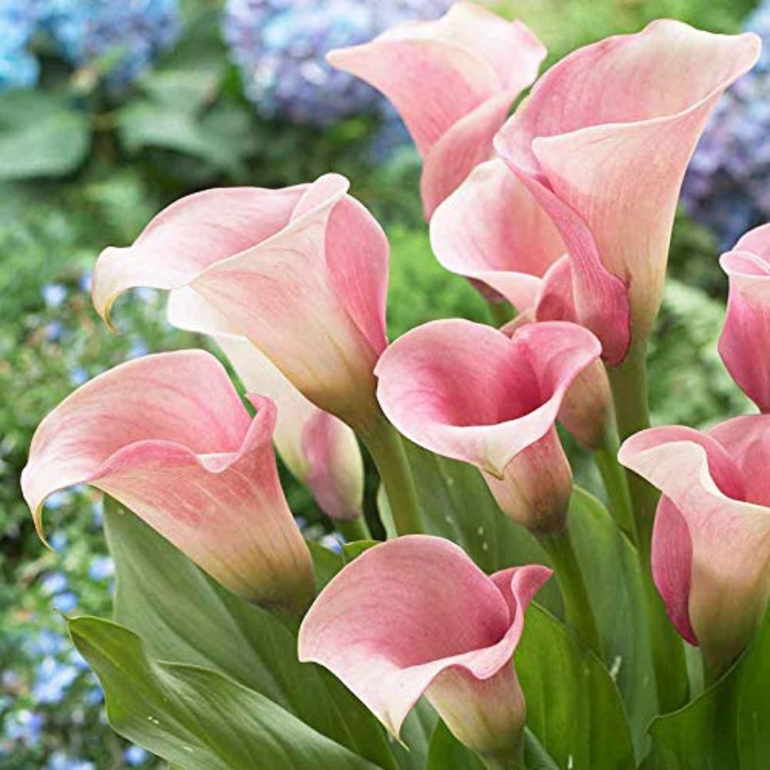original lily flower Imported (Holland) Original Calla Lily Flower Bulb (Buy 1 Get 1 Free) – BETTER HUT