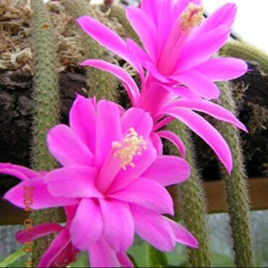 Cactus Unique Charm for Your Gardan