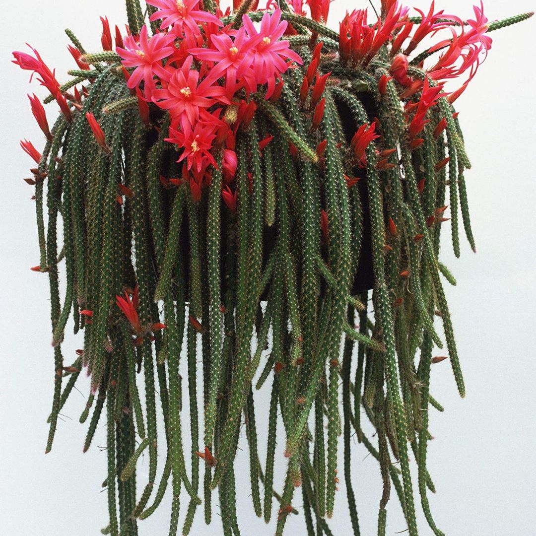 Cactus Unique Charm for Your Gardan