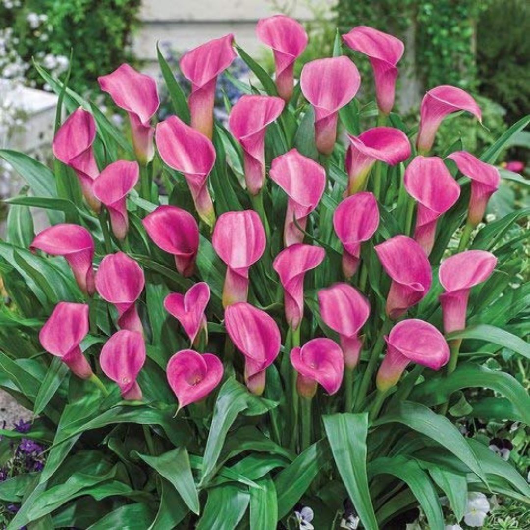 Imported (Holland) Original Calla Lily Flower Bulb (Buy 1 Get 1 Free)