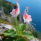Vibrant Peacock Flower Seeds Pack of 1
