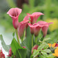 Imported (Holland) Original Calla Lily Flower Bulb (Buy 1 Get 1 Free)