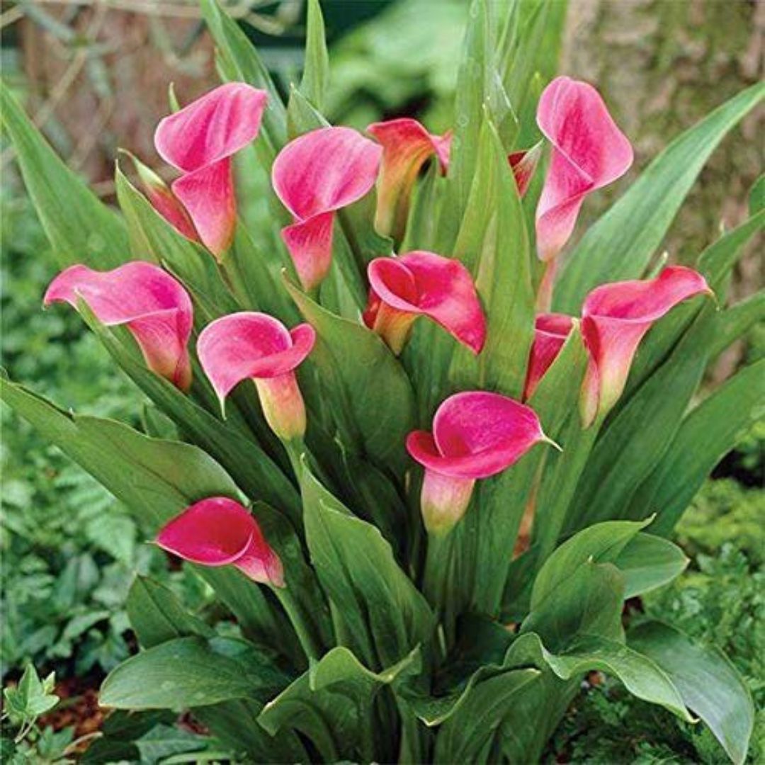 Imported (Holland) Original Calla Lily Flower Bulb (Buy 1 Get 1 Free)