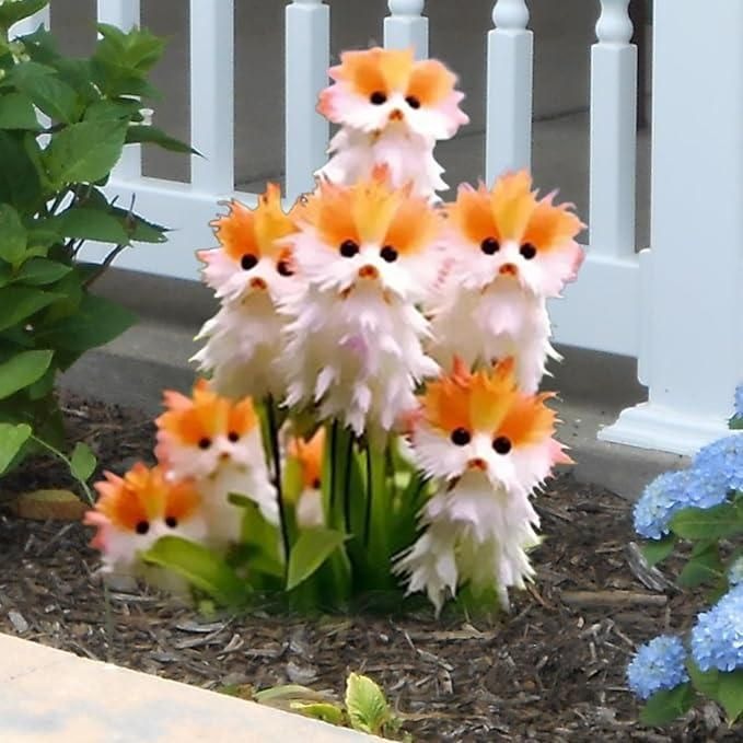 Cat Face Flower Seed (Pack Of 2)