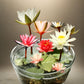 Japanese Micro Lotus Seeds - Natural Air Freshener cum Purifier