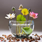 Japanese Micro Lotus Seeds - Natural Air Freshener cum Purifier