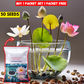 Japanese Bonsai Multicolor Bowl Lotus Seeds (7 Days Germination)